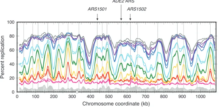 Figure 6.—Chromosome