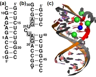 Figure 2.1: (a) Sequence of the helical stem used in this study with a star denoting the lcoatino of the removed bulge
