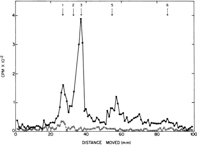 FIG. 4.infected Electrophoresis of the immune precipitate of a reaction programmed by 480 Mg of 28S RNA from cells per milliliter.