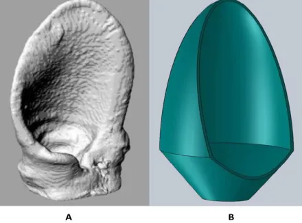 Figure 1. Bat ear (A) is resembled by the structure (B) consisting of two truncatedcones joined together and with an opening in the upper part.