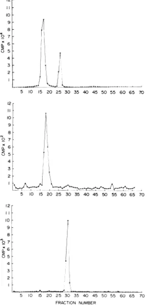 FIG. 3.right.until(middle),min Polyacrylamide gel electrophoresis of 3H-amino acid-labeled SIN virion (top), soluble envelope and nucleocapsid components (bottom)