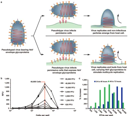 FIG. 1. New multicycle viral replication assay. (a) When HeV G and F pseudotyped viruses infect permissive cells, red ﬂuorescent cells indicateviral entry (top), and emerging particles are noninfectious