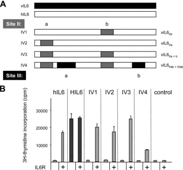 FIG. 2. Characterization of the vIL-6/hIL-6 chimeras IV1-4. (A) Schematic representation of vIL-6, hIL-6, and chimeras IV1 to IV4