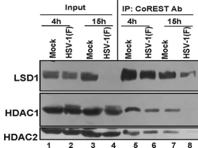 FIG. 1. Alteration of components of the complex containingCoREST/LSD1/HDAC1 or -2 after HSV-1 infection