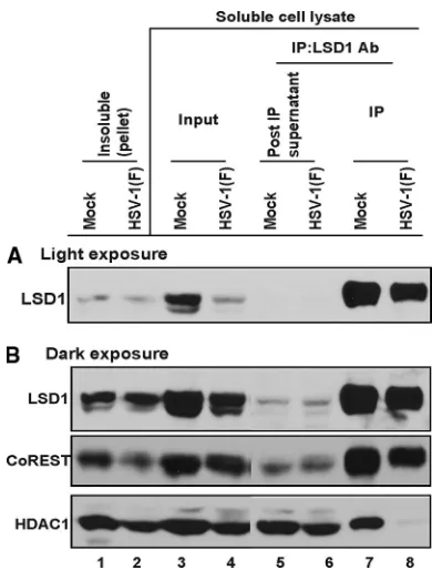 FIG. 2. Dissociation of HDAC1 from CoREST/LSD1 after HSV-1infection. HeLa cells were mock or HSV-1(F) infected at 10 PFU per