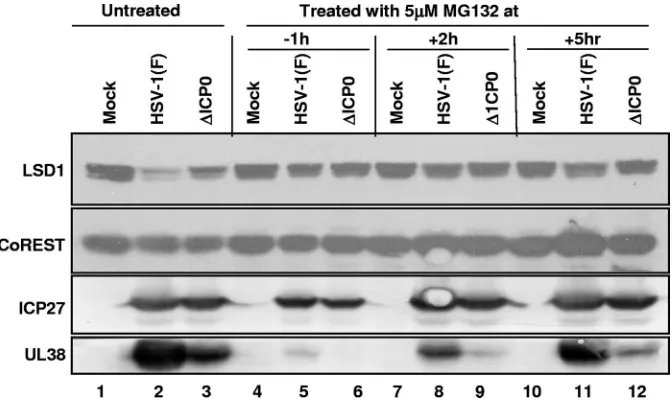 FIG. 3. LSD1 is partly degraded during HSV-1 replication. HeLa cells were mock infected or exposed to 5 PFU of HSV-1(F) or R7910 (�per cell