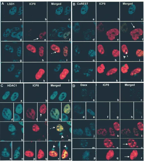 FIG. 4. Localization of CoREST/LSD1/HDAC components at 4 h after HSV-1 infection. HEL cells were mock or HSV-1(F) infected with 10PFU per cell