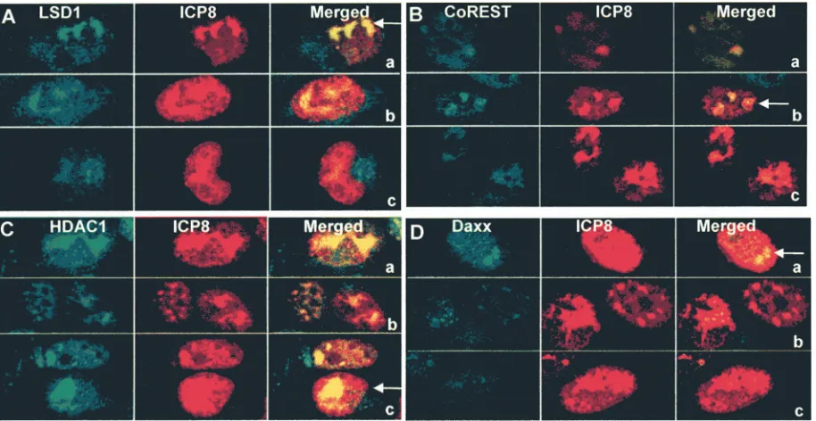 FIG. 5. Localization of CoREST/LSD1/HDAC components at 8 h after HSV-1 infection. HEL cells were mock or HSV-1(F) infected at 10 PFUper cell for 8 h and reacted with anti-LSD1 plus anti-ICP8 (A, panels a to c), anti-CoREST plus anti-ICP8 (B, panels a to c), anti-HDAC1 plus