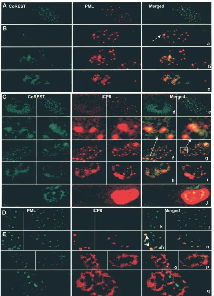 FIG. 6. Localization of PML and CoREST in cells infected with �cell for 8 h. The cells were ﬁxed, permeabilized, and reacted with anti-CoREST plus anti-PML (A and B, panels a to c), anti-CoREST plusanti-ICP8 (C, panels d to j), or anti-PML plus anti-ICP8 (