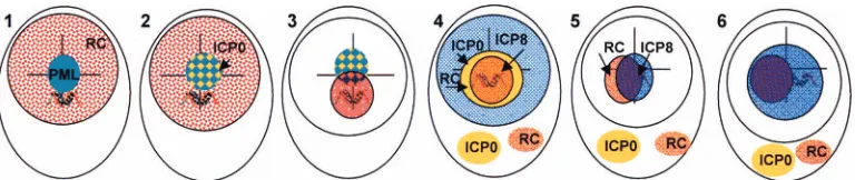 FIG. 7. Proposed sequence of events from entry of viral DNA into the nucleus to emergence of viral replication compartments