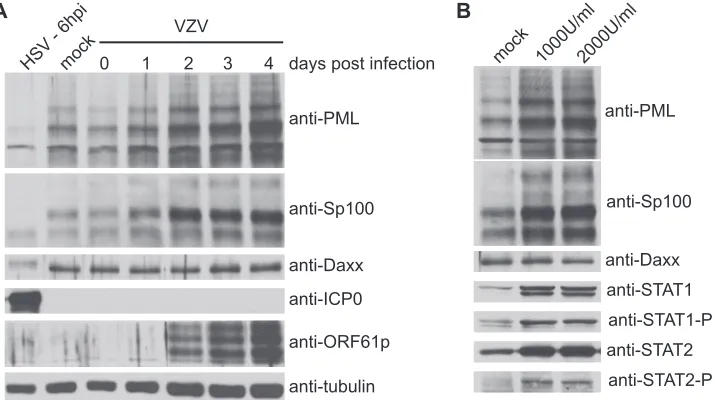 FIG. 6. Localization of Sp100 during HSV and VZV infection. MeWo cells grown on glass coverslips were infected with HSV at an MOI of1 (A) or cell-free VZV at an MOI of approximately 0.01 (B and C)
