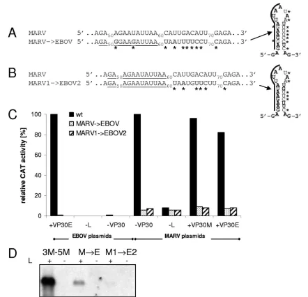 FIG. 3. Chimeric minigenomes between ZEBOV and MARV transcription start signals. (A) Mutational changes to replace the MARV NPtranscription start signal with that of ZEBOV, including the downstream sequence involved in formation of a stable hairpin structu