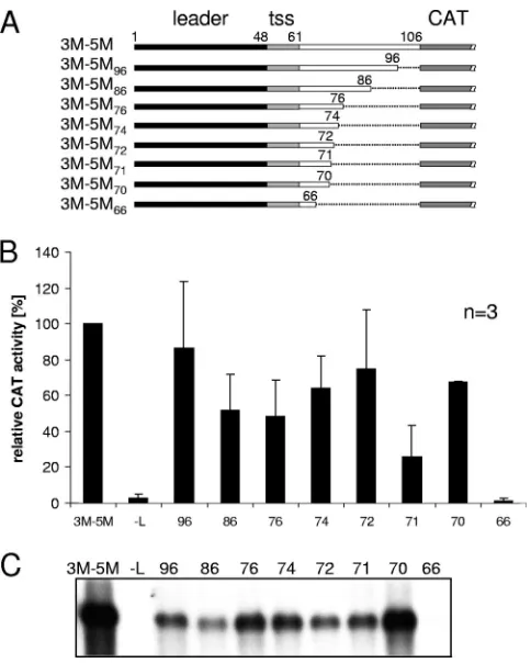 FIG. 4. Mapping of the MARV 3�are numbered according to their position in the viral RNA