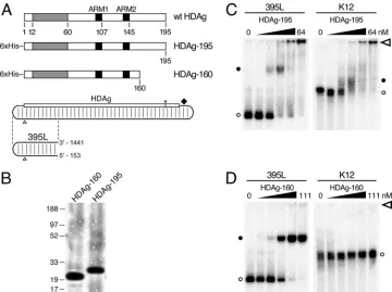 FIG. 1. Binding of full-length and truncated HDAg to HDV and non-HDV RNAs. (A) Diagrams of wild-type (wt) HDAg and native bacteriallyexpressed His-tagged HDAg-195 and HDAg-160