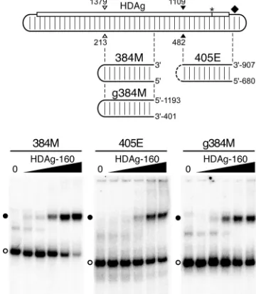 FIG. 2. HDAg-160 binds several segments of HDV unbranchedrod RNA. (Top) Diagram of the unbranched rod antigenomic RNA, as
