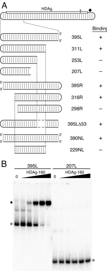 FIG. 3. Effects of truncations and internal deletions of the un-branched rod on binding by HDAg-160