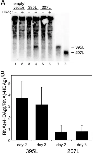 FIG. 5. In vitro RNA binding by HDAg-160 is correlated withRNA accumulation in cells expressing HDAg