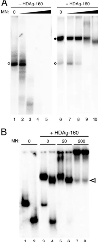 FIG. 6. (A) HDAg-160 protection of 395L RNA from micrococcalnuclease digestion. 395L RNA in the absence (left panel) or presence