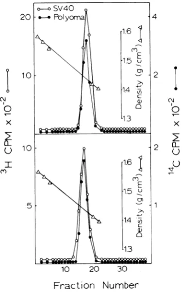 FIG. 4.plexes.fractionsfromhyde-fixedglutaraldehyde.atNECriumisolated"4C-labeled 41.75 Equilibrium centrifugation of glutaralde- polyoma and SV40 nucleoproteincom- SV40 Triton supernatant and Triton nuclear were prepared from cells labeled for 15 min h aft