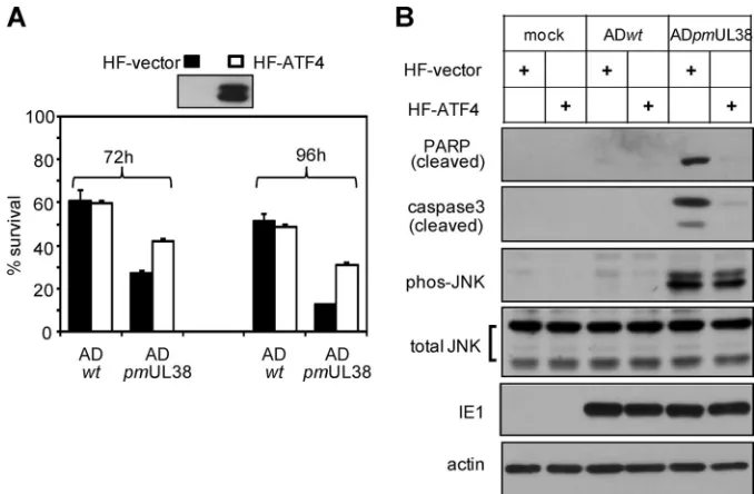 FIG. 8. Overexpression of ATF4 rescued the viability of cells infected with pUL38-deﬁcient virus