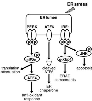 FIG. 1. Diagram of signaling pathways activated in the UPR. ThreeER lumen-located sensor molecules, PERK, ATF6, and IRE-1, are acti-