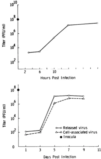 FIG.1.ofreleased released One-step growth curves showing the titers virus for HSV (upper curve), and both and cell-associated virus for CMV (lowercurve).