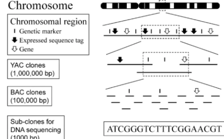 Fig. 2. Systematic mapping and se- se-quencing of human chromosomes using a clone-by-clone approach