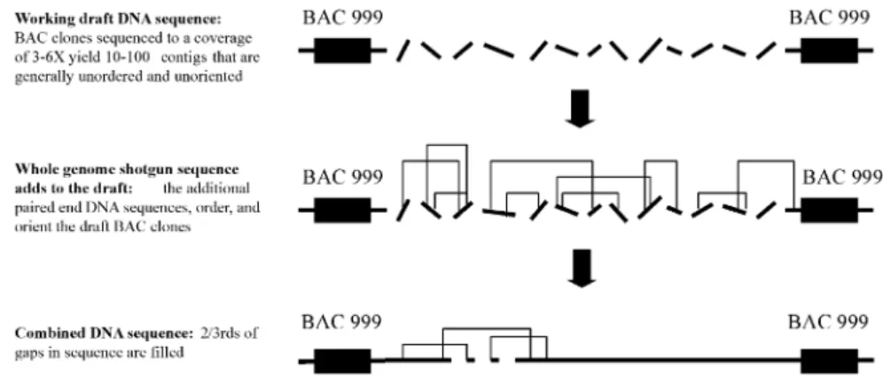 Fig. 4. Working draft DNA sequence combined with the whole genome shotgun (WGS) strategy