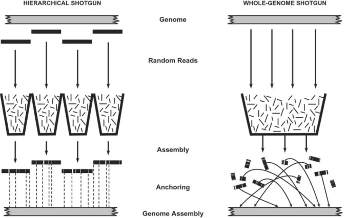 Fig. 1. Sequencing strategies. (Left) The hierarchical shotgun (HS) strategy involves decomposing the genome into a tiling path of overlapping BAC clones, performing shotgun sequencing on and reassembling each BAC, and then merging the sequences of adjacen