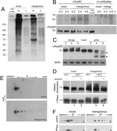 FIG. 3. Nup62 is hyperphosphorylated in mengovirus-infected cells. (A) [32The cold probe was exposed to the label for 6 h in ice