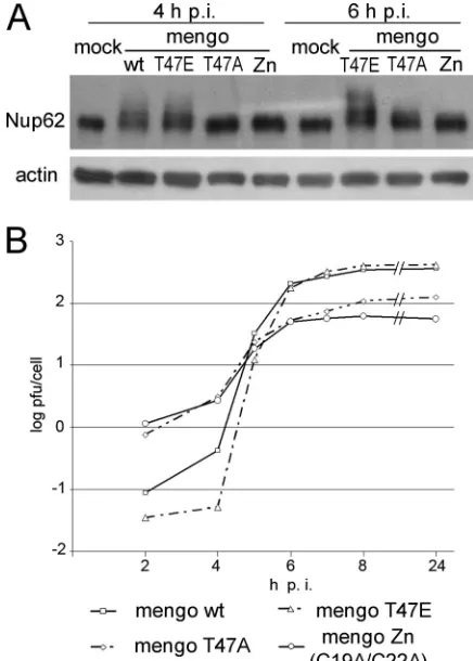 FIG. 4. Effect of L protein mutations on Nup62 phosphorylation.(A) HeLa-3E cells were infected with wild-type (wt) and T47E men-