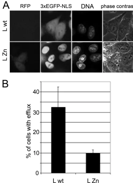 FIG. 5. Mengovirus-induced permeabilization of the nuclear envelope is sensitive to protein kinase inhibitors