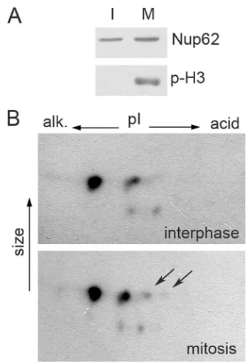 FIG. 7. Localization of Nups and efﬂux of the nuclear protein marker into cytoplasm in prophase and metaphase cells