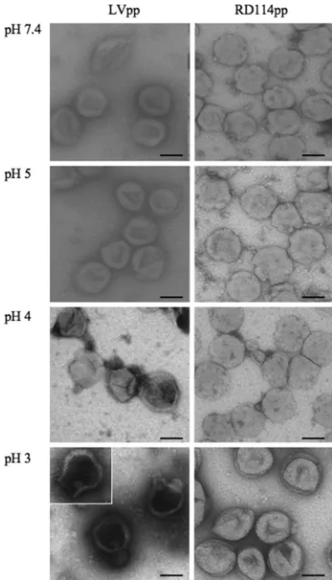 FIG. 4. Morphology of LV and RD114 pseudotypes at various pHsby transmission electron microscopy