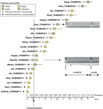 Figure 4.—PCR-based tracing