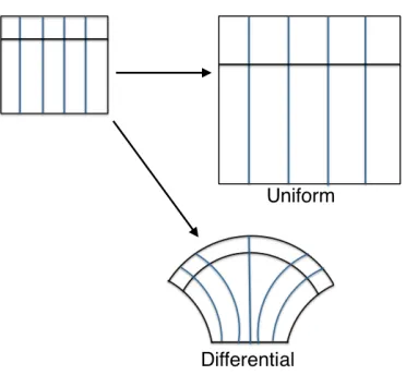 Figure 1.3 Uniform growth compared to differential growth. Uniform, isotropic growth of an isotropicmaterial results in a dilation of the original shape and is an afﬁne transformation