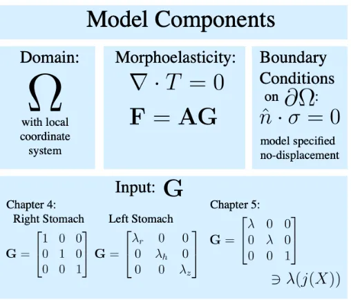 Figure 2.1 Model components. For each of our models, we specify a domainwhich is determined via coupling to a steady state diffusion model