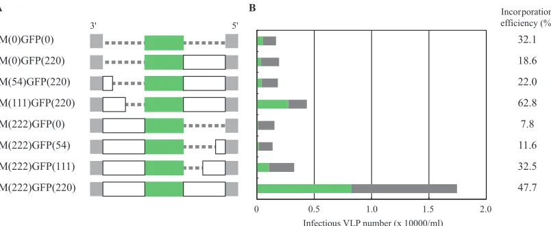 FIG. 1. Identiﬁcation of domains in the 3�(A) Schematic diagrams of test M vRNAs. The numbers in parentheses indicate the nucleotide numbers for the M coding regions