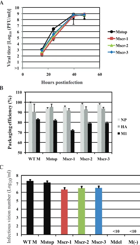 TABLE 1. Nucleotide sequences of viruses possessing M vRNAsderived from a pool of mutant M vRNA segmentsa