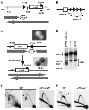 Figure 1.—Isolation of rtf1 mutants. (A) Line
