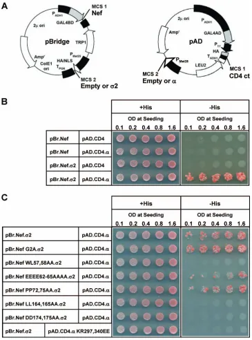 FIG. 7. Assembly of a tripartite complex of Nef, the cytosolic tail of CD4, and the AP-2 �assays
