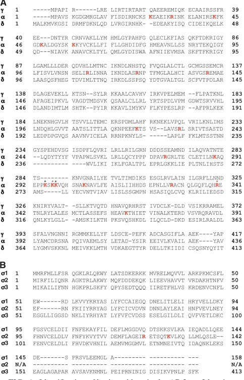 FIG. 1. Identiﬁcation of basic residues in the AP-2 �-�2 hemicom-plex that are not conserved in the homologous subunits of AP-1 and