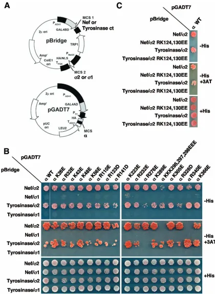 FIG. 2. Y3H analysis of the interaction of HIV-1 Nef with AP-2 �speciﬁcity controls. (B and C) Y3H assay results