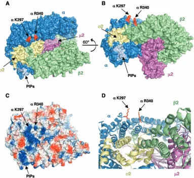 FIG. 4. Location of AP-2 �polyphosphoinositides (PIPs) in the(A and B) Surface representations with thein red