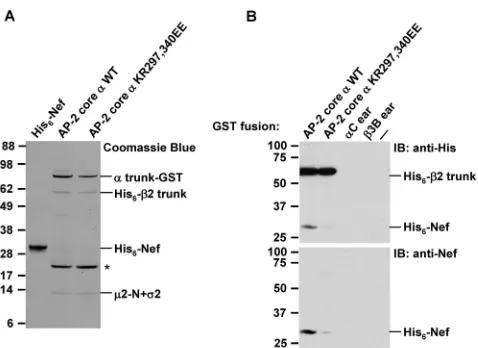 FIG. 5. The replacement of � K297 and R340 impairs the bindingof the recombinant AP-2 core to Nef in vitro
