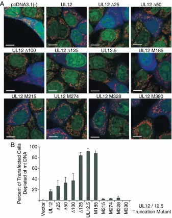 FIG. 3. mt DNA depletion by N-terminally truncated forms of UL12. (A) Expression plasmids encoding N-terminally truncated forms of UL12were transfected into HeLa cells along with a plasmid expressing mOrange