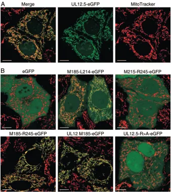 FIG. 5. Residues downstream of M185 are crucial for mitochondrial localization of UL12.5