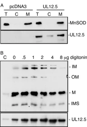 FIG. 6. UL12.5 localizes to the mitochondrial matrix. (A) HeLacells were transfected with empty vector or a UL12.5 expression plas-