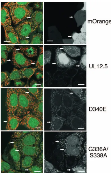FIG. 7. Evidence that the nuclease activity of UL12.5 is requiredfor mt DNA depletion