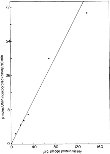 FIG.1.nesium3H-UMP The effect of manganese acetate and mag- acetate (A) and NH4CI concentrations (B) on incorporation by phage 06.